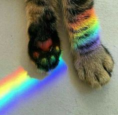 the paw of a dog with multicolored stripes on it's toes and feet