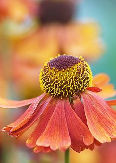 an orange and yellow flower is in the foreground