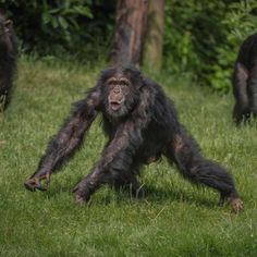 a chimpan standing on its hind legs in the grass with another animal behind it