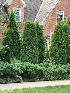 some very pretty trees in front of a big house