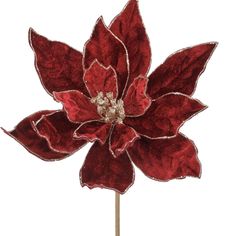 a red flower on a white background