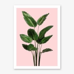 a plant with green leaves in front of a light pink background, framed in white paper