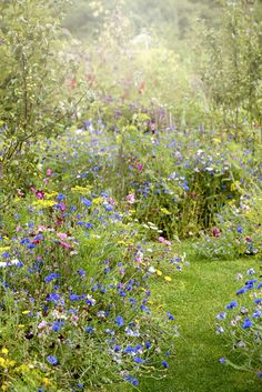 a field full of flowers and grass with trees in the background