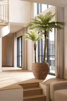 a large potted palm tree sitting on top of a set of stairs in a living room