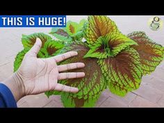 a person is holding up a plant with green and brown leaves on it, which says this is huge