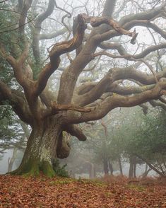 an old tree in the middle of a foggy forest with lots of leaves on the ground