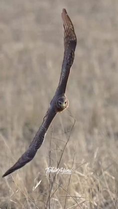 an owl is flying over some dry grass