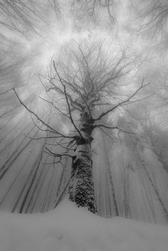 a black and white photo of a tree in the woods with snow on the ground