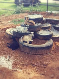 two goats laying on top of tires in the dirt