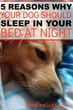 a dog sleeping in bed with the text 5 reasons why your dog should sleep in your bed at night