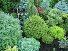 many different types of trees and shrubs in a garden