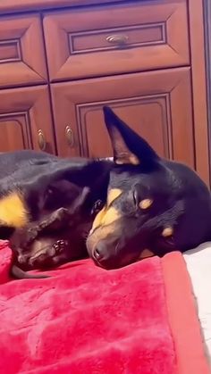 a black and brown dog laying on top of a bed next to a red blanket