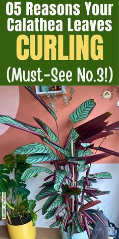 a potted plant with the words, 5 reasons your calathea leaves curling must see no 3