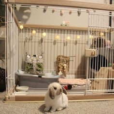 a small rabbit sitting in front of a cage