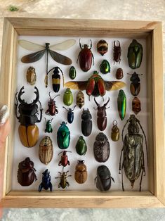 a person is holding up a shadow box filled with bugs and insect specimens on display