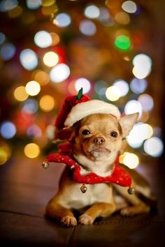 a small dog wearing a santa hat and red scarf sitting in front of a christmas tree