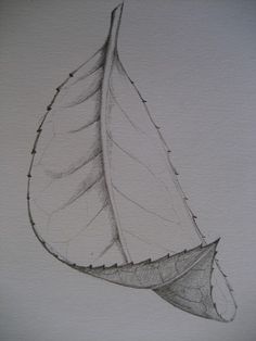 a drawing of a leaf on a white paper