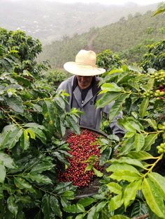 a man in a straw hat picking coffee beans