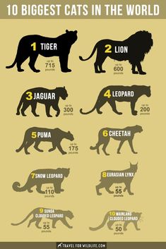 the top 10 biggest cats in the world, by size and weight infographical