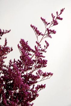 purple flowers in front of a white sky