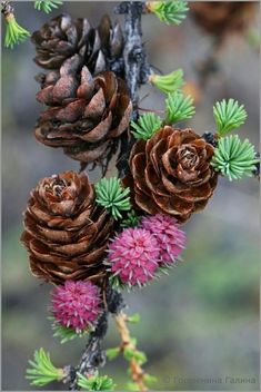 two pine cones on a tree branch with pink flowers