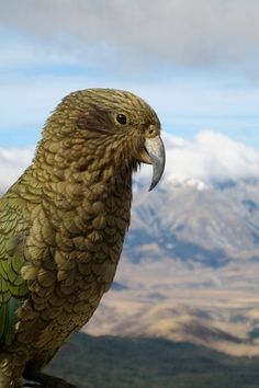 a green parrot perched on top of a tree branch with mountains in the back ground