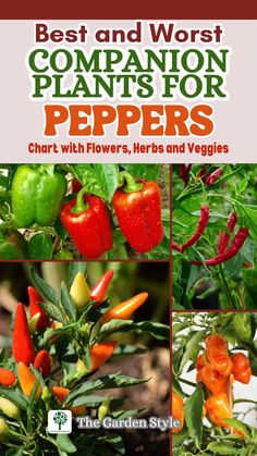 the best and worst companion plants for peppers