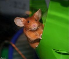 a small brown mouse sitting on top of a green shelf