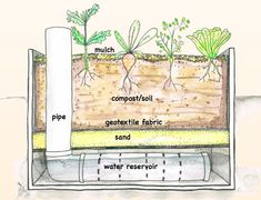 a diagram showing the different types of plants growing in an underground water source, including compost / soil, pipe, gertilite fabric sand, water reservoir and mulch