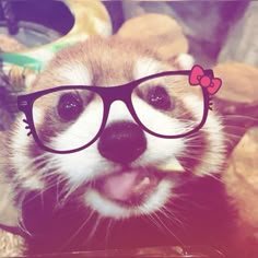 a ferret wearing glasses with a bow on it's head and sticking its tongue out