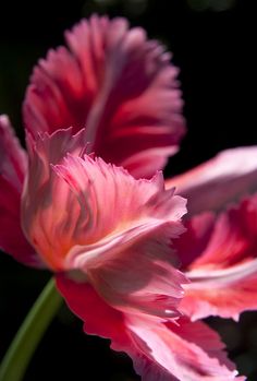 two pink flowers with green stems in front of a black background and one flower has red petals