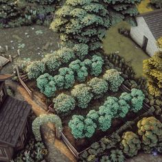 an aerial view of a garden with trees and shrubs