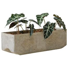 a planter with three plants in it