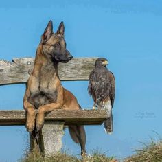 a dog sitting on a bench next to a bird