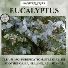 the front cover of a book with eucalyptuss on it