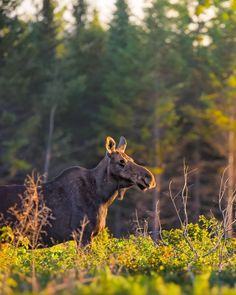 two moose standing next to each other in the grass with trees and bushes behind them