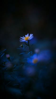 a single blue flower in the middle of some grass and bushes at night time with light shining on it's petals