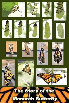 the story of the monarch butterfly