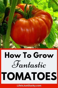 tomatoes growing on the vine with text overlay how to grow fantastic tomatoes