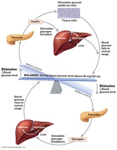 the stages of livering and its functions in an organ system, including livers