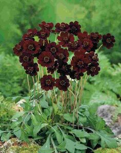 some red flowers are growing out of the ground in front of green grass and rocks