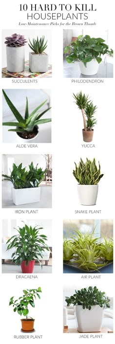 the different types of houseplants and their uses