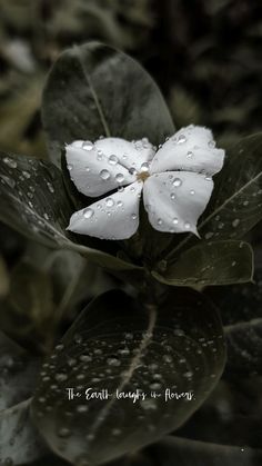 a white flower with water droplets on it