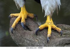 two yellow and black birds sitting on top of a tree branch