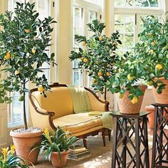 an instagram page with pictures of plants and potted lemon trees