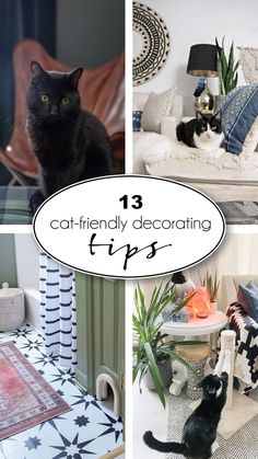 cat - friendly decorating tips for the living room, bedroom and family room in one place