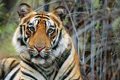 a close up of a tiger laying in the grass