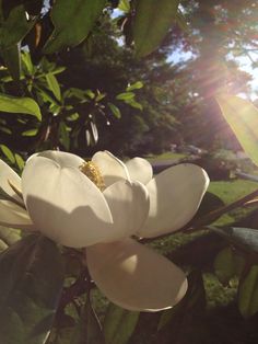 the sun shines brightly on a white flower