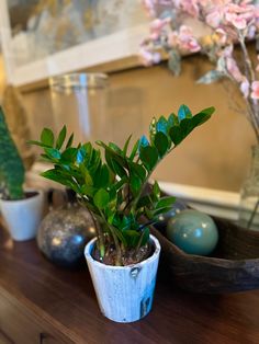 a potted plant sitting on top of a wooden table next to other vases