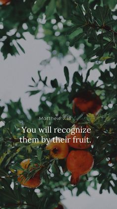 an orange tree with fruit hanging from it's branches and the words, you will recognize them by their fruit